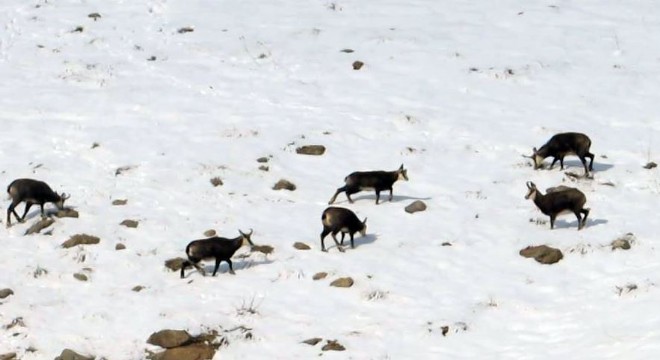 Doğu'da yaban hayat fotokapanlarla görüntülendi