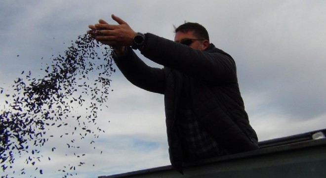 Doğu'da yağlık ayçiçeği hasadı başladı