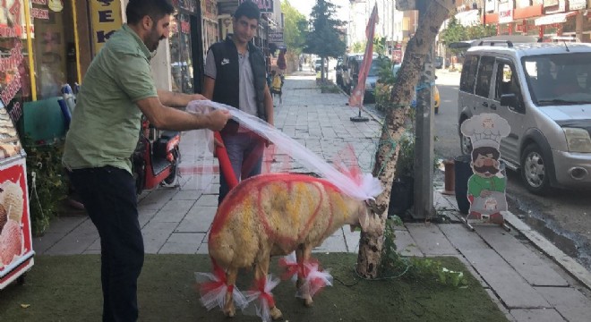 Doğu'da yaşatılan gelenek: Gelin Koçu