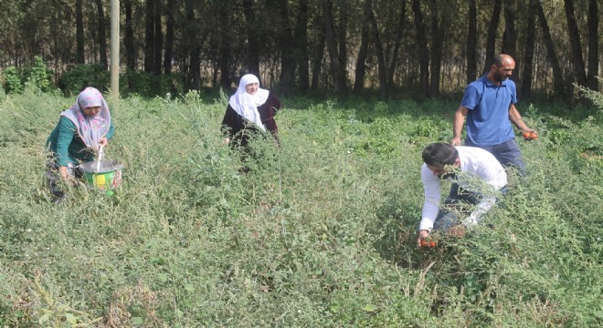 Doğu'da yılın son hasadı