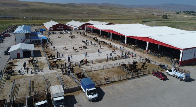 Doğu'dan kurbanlık sevkiyatları başladı