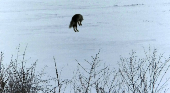 Doğu yaban yaşamından ilgi çekici kareler