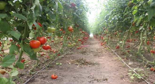 Doğuda seracılık yaygınlaşıyor