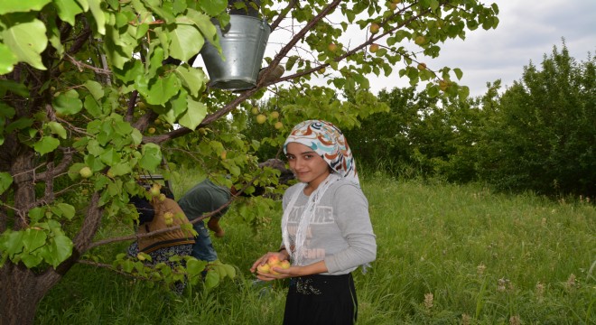 Dolu yağışı kayısıyı vurdu