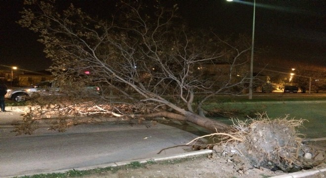 Erzincan'da fırtına ağaçları yerinden söktü
