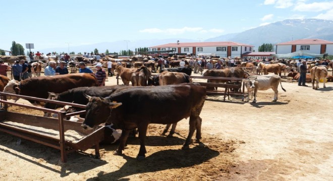 Erzincan'da şap karantinası