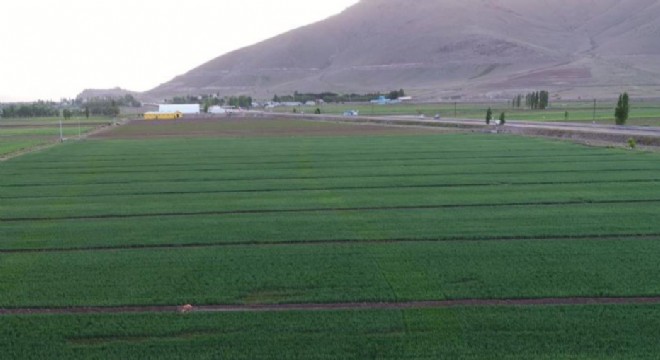 Erzurum'da 445.5 bin dekar tarım arazisi suyla buluştu