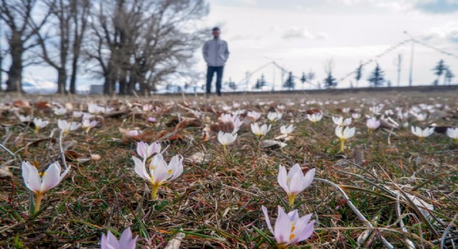 Erzurum'da çiğdemler açtı