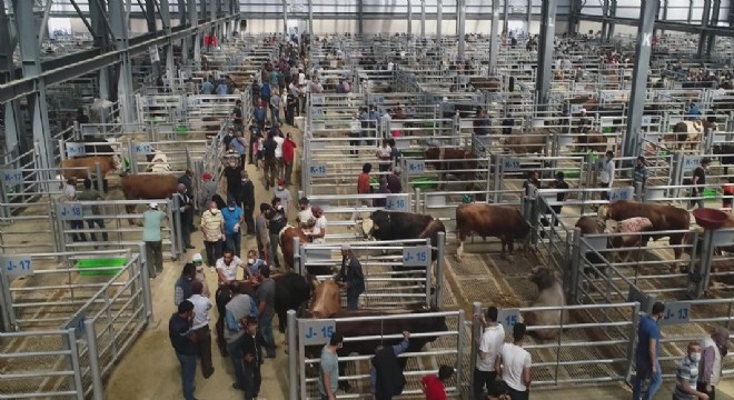 ‘Erzurum'da kurbanlıkların yüzde 99'u satıldı'