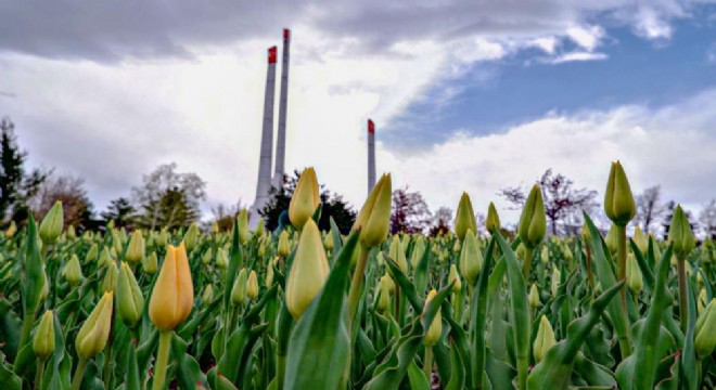 Erzurum'da lale zamanı