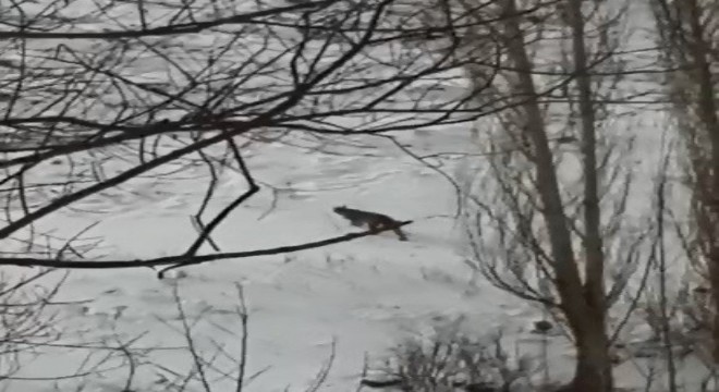Erzurum'da nesli tükenmekte olan vaşak görüntülendi
