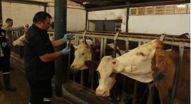 Erzurum'da şapla mücadele seferberliği