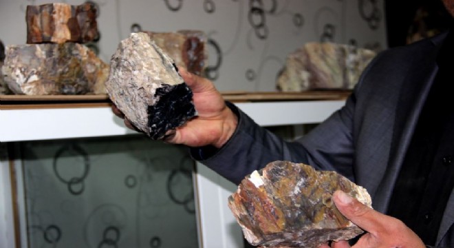 Erzurum'da taşlaşmış fosil ağaç bulundu