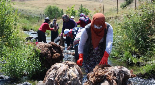 Erzurum'da yün yıkama dönemi başladı