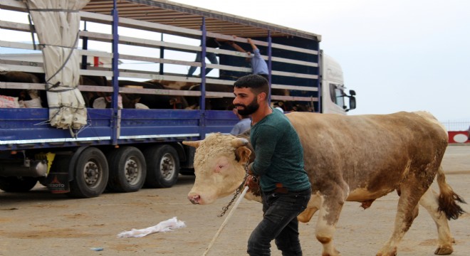 Erzurum'dan Batı illerine kurbanlık sevkıyatı