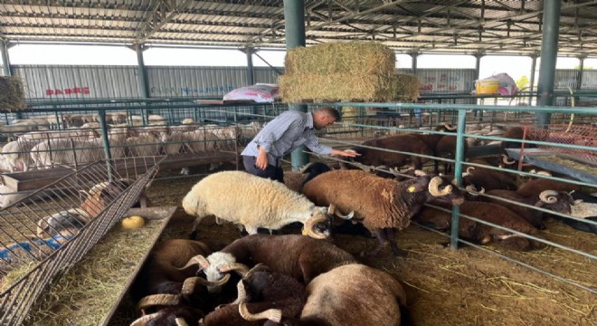 Erzurum'dan Eskişehir'e kurbanlık serüveni
