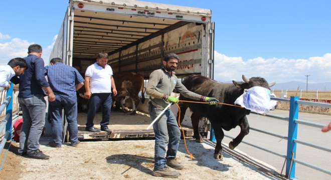 Erzurum'dan batıya kurban sevkiyatı başladı