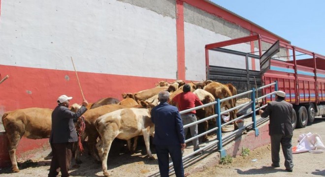 Erzurum'dan kurbanlık sevkiyatı başladı