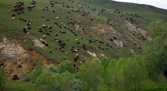 Erzurum’un yüzde 63'ü çayır ve meradan oluşuyor