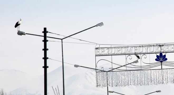 Göç edemeyen leylekler Erzurum'da kaldı