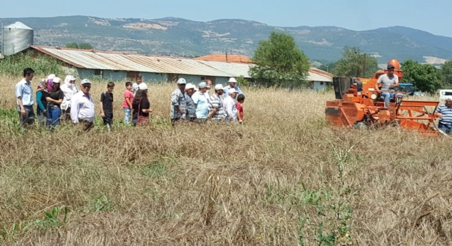 Hububatta yerel tercih