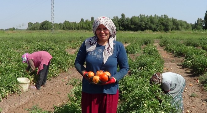 Iğdır'da 'süper domates' hasadı başladı