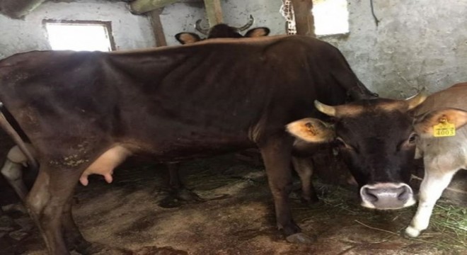 İneğin yaraladığı kadın yaşamını yitirdi
