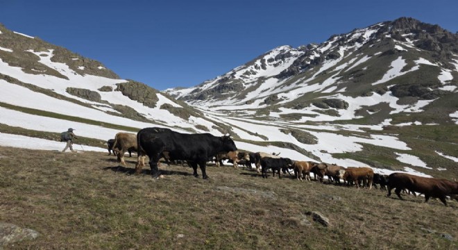 İspir'de Karlı tepelerde belgesellik yayla göçü