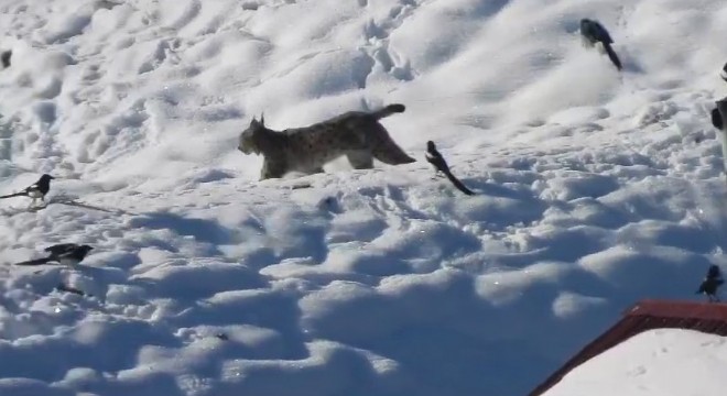 İspir'de belgeselleri aratmayan görüntü