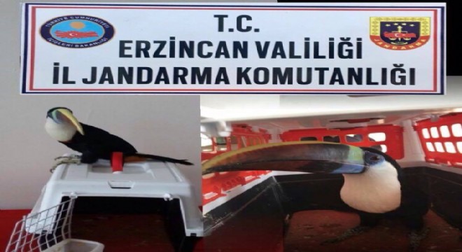 Jandarma'dan Tukan operasyonu