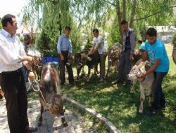 Akdağ Şenlikleri başladı