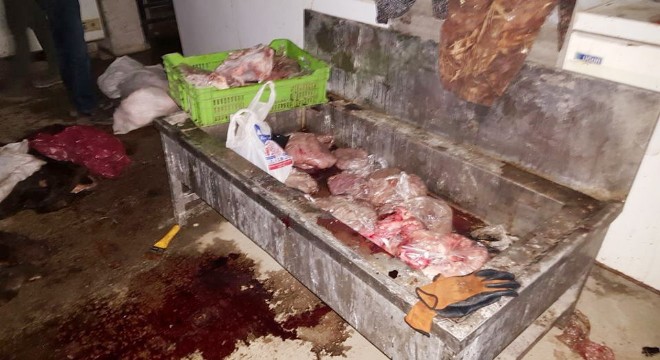 Kaçak kesime gözaltı