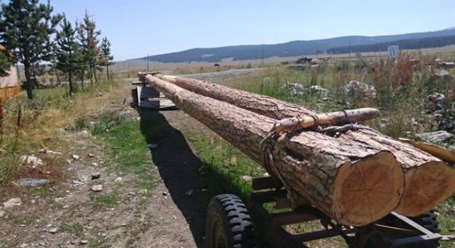 Kaçak kesime suçüstü