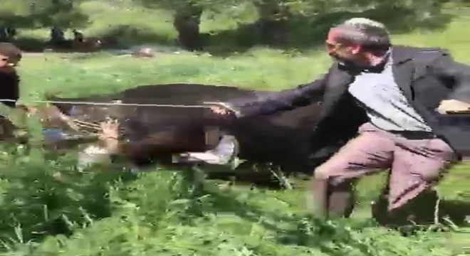 Kaçan kurbanlık iki kişiyi yaraladı