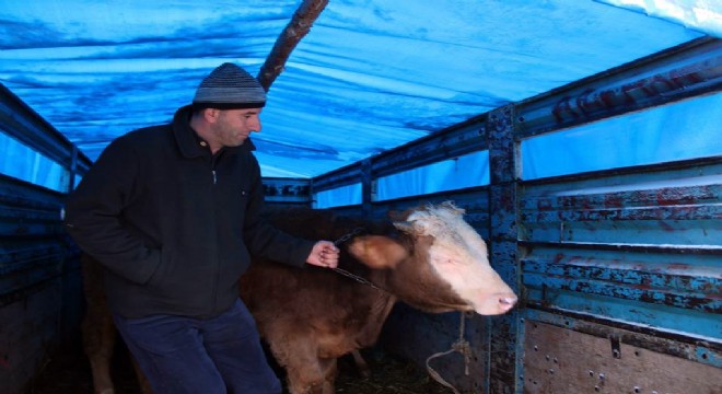 Kamyon kasasında hayvan pazarı