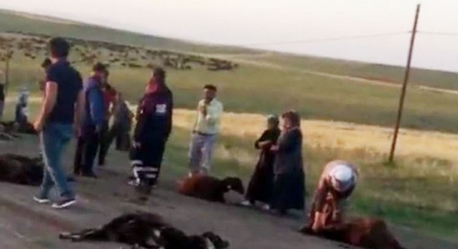 Kamyonetin çarptığı 70 koyun telef oldu