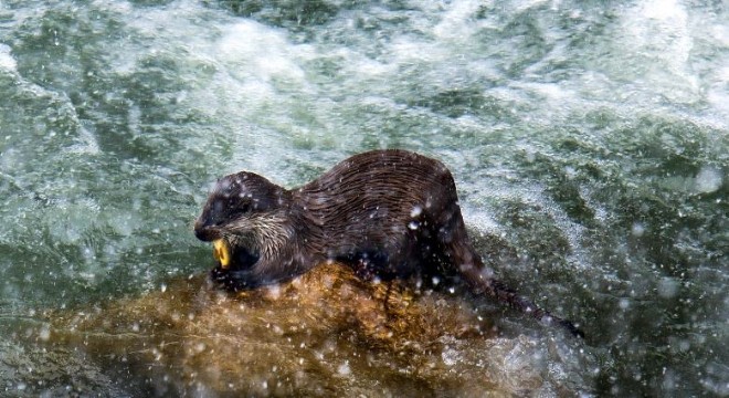 Karasu Nehrinde ilgi çekici görüntü