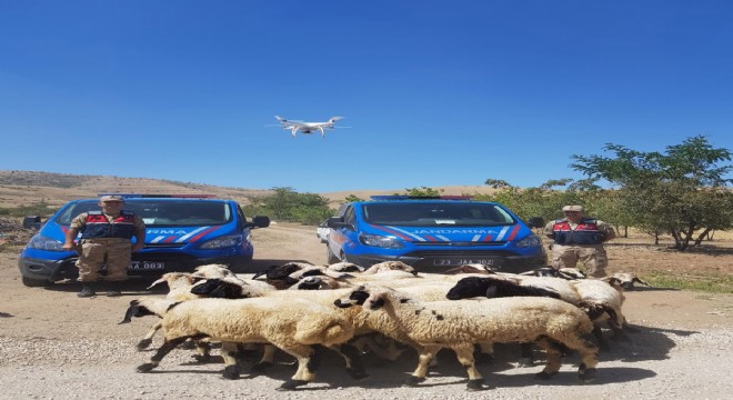 Kaybolan koyunlar drone ile bulundu