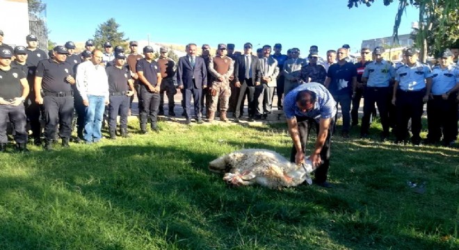 Kaza yapan polisler için kurban kesildi