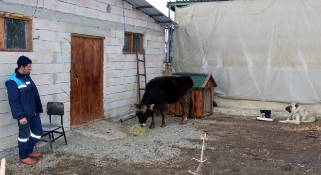 Kazaya karıştı, 18 aydır barınakta bekliyor