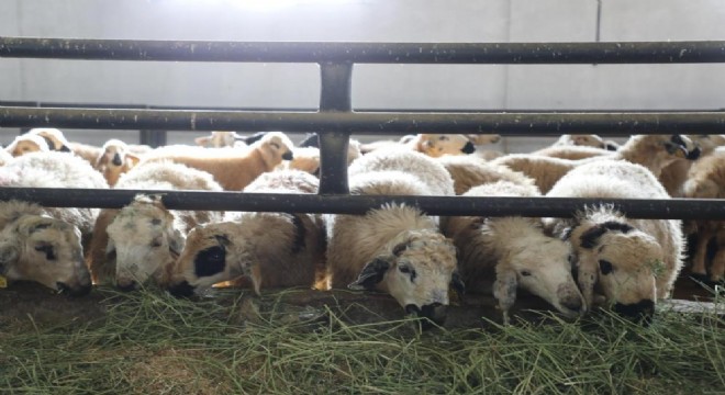 Keban'da 6 köy karantinaya alındı