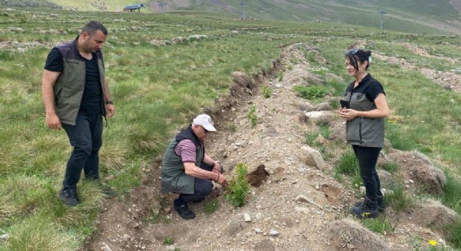 Konaklı'ya 43 bin fidan dikildi