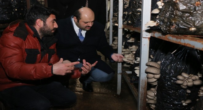 Kültür mantarı, Aziziye'de geçim kaynağı oldu