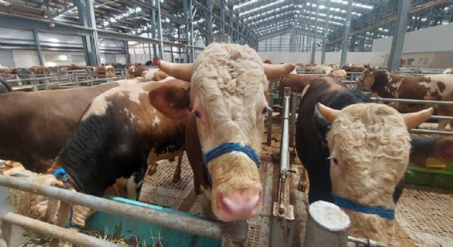 Kurbanlık almak dar gelirli için hayal ötesi