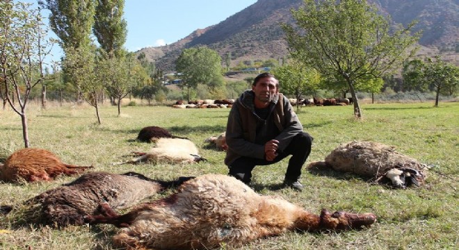 Kurtlar, 40 koyunu telef etti