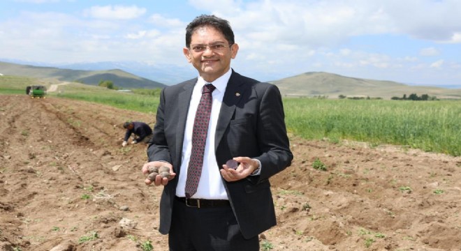 Mor patates ekimi yaygınlaştırılacak