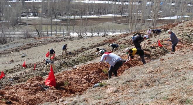 Narman'da ağaç dikimi seferberliği