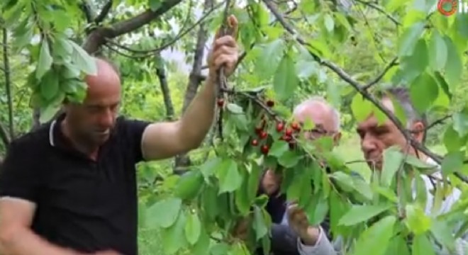 Oltu Ayvalı'da 'Erkenci Kiraz' hasadı
