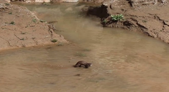 Oltu Çayında su samuru görüntülendi