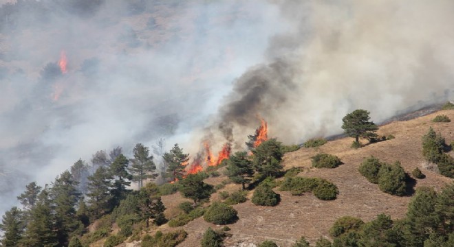 Oltu'da 50 dönüm sarıçam ormanı kül oldu